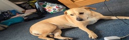 Mixed Breed dogs for sale: Gorgeous Labrakita (American Akita x Lab) Puppies - Advert 2