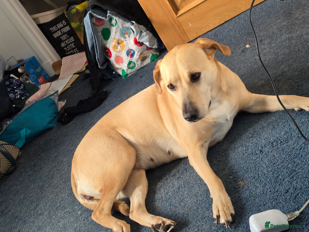 Mixed Breed dogs for sale: Gorgeous Labrakita (American Akita x Lab) Puppies - Advert 2