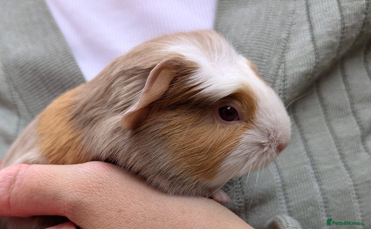Guinea Pig rodents - Advert 12
