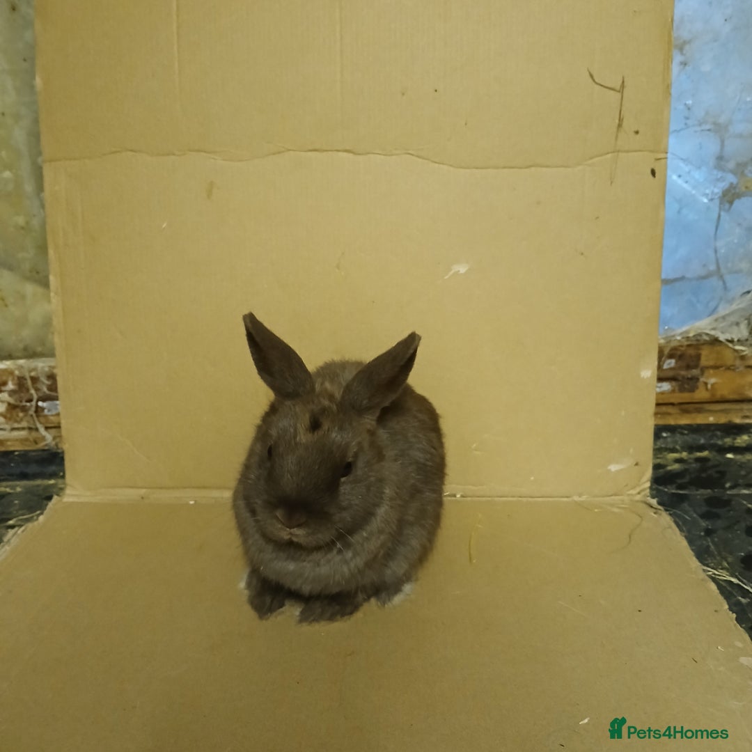 Netherland Dwarf rabbits for sale: Chocolate Netherland Dwarf pet buck for sale - Image 3
