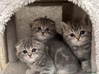 Mixed Breed cats British long hair - Advert 3