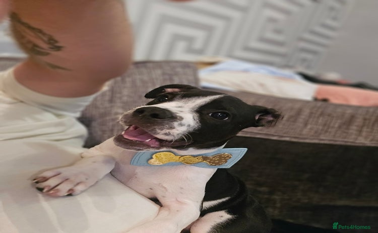 Mixed Breed dogs - Advert 2