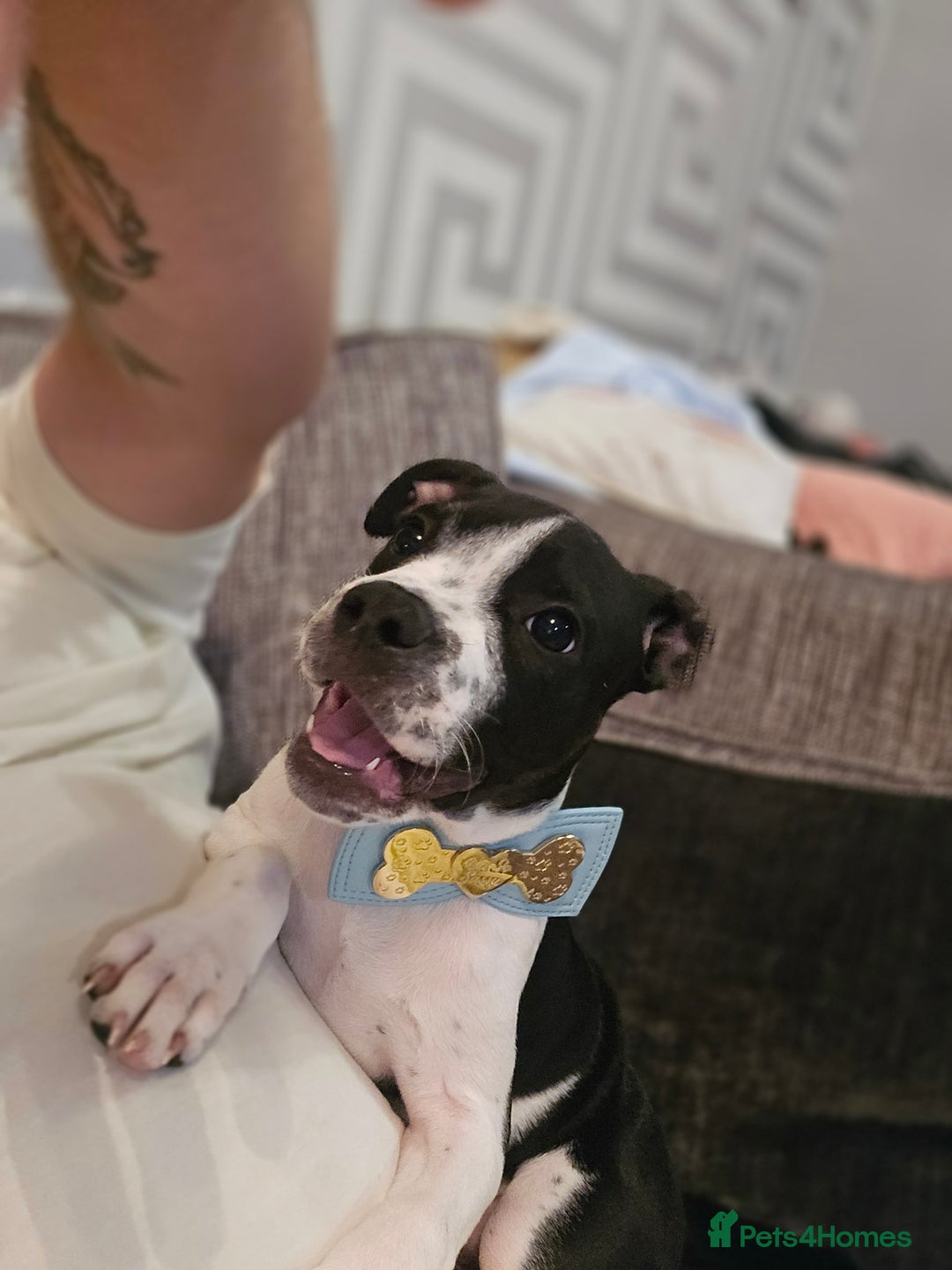 Mixed Breed dogs for sale: Absolutely gorgeous oreo - Image 1