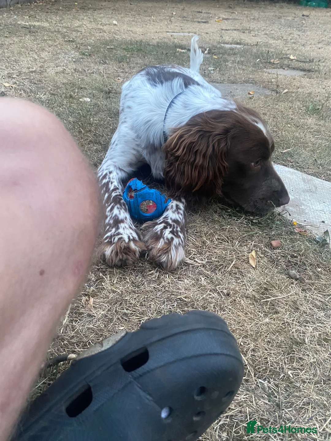 Sprocker dogs for sale: Barney sprocker spaniel in Lincoln - Advert 2