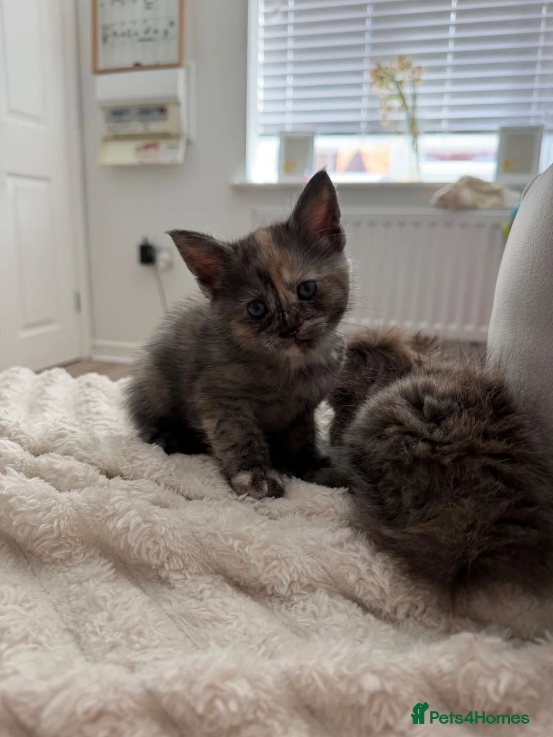 Mixed Breed cats for sale: Female kitten- Ready in July 🤍 - Advert 6