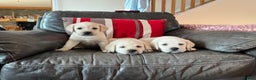 Labrador Retriever dogs for sale: KC reg health tested chunky white Labradors - Advert 12