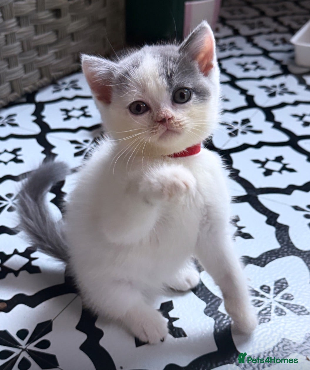 British Shorthair cats Price Drop😻Champion British Shorthair Kittens🥇🏆 - Advert 1