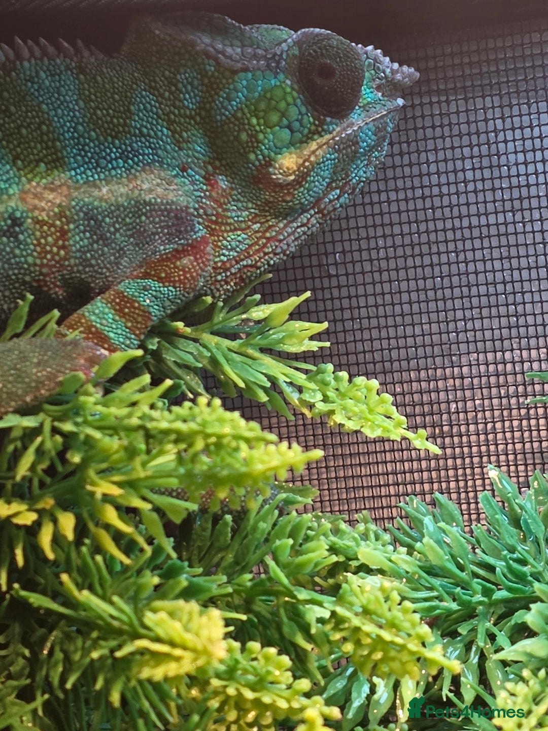 Chameleon reptiles for sale: Nosy B Chameleon  - Advert 19