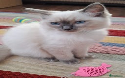 Ragdoll cats for sale: LAST TWO GCCF Ragdolls 1 boy and 1 girl left - Image 12