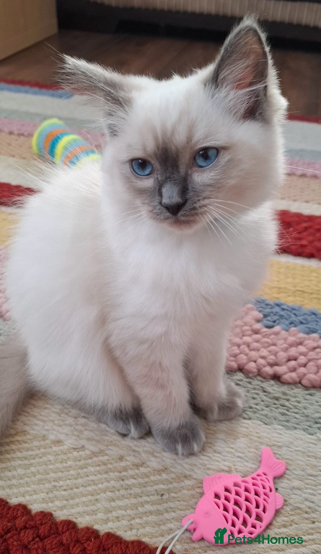 Ragdoll cats for sale: LAST TWO GCCF Ragdolls 1 boy and 1 girl left - Image 12