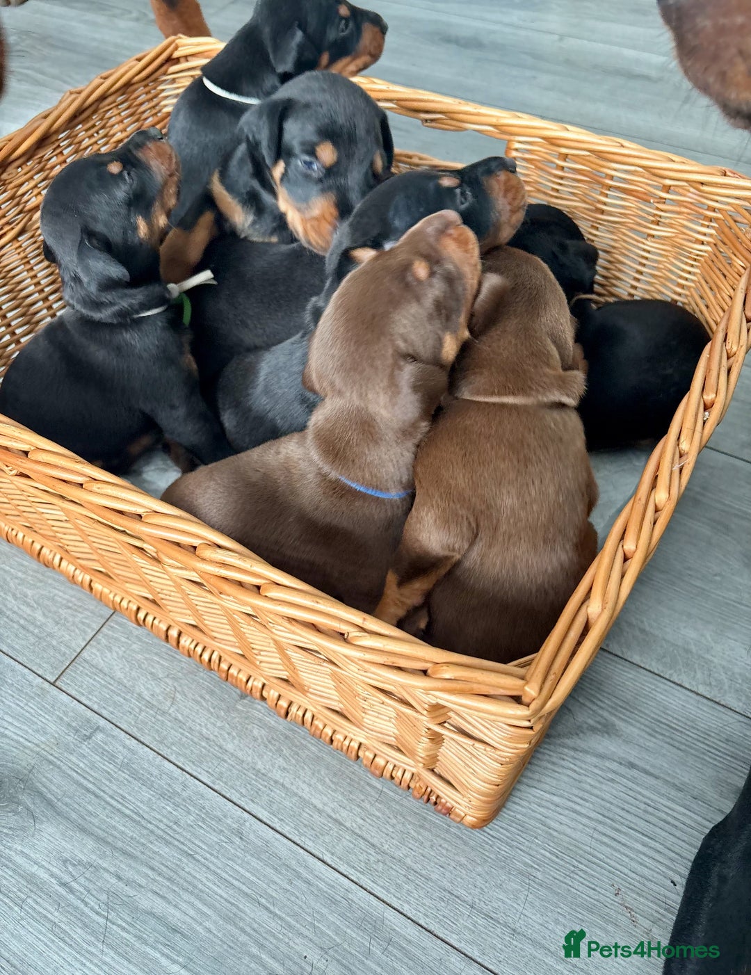 Dobermann dogs for sale: Doberman pups - Image 7