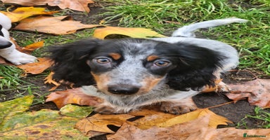 Dachshund dogs - Advert 3