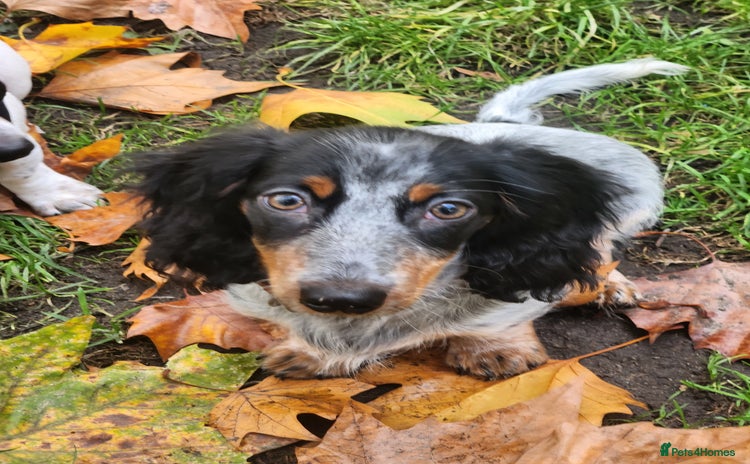 Dachshund dogs - Advert 5