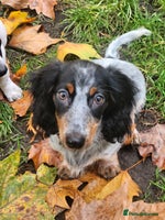 Dachshund dogs - Advert 9