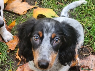 Dachshund dogs - Advert 3