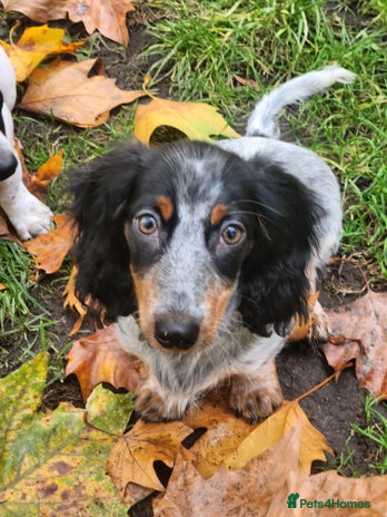 Dachshund dogs - Advert 5