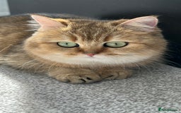 British Shorthair cats for sale: Retired Black golden queen  - Advert 3