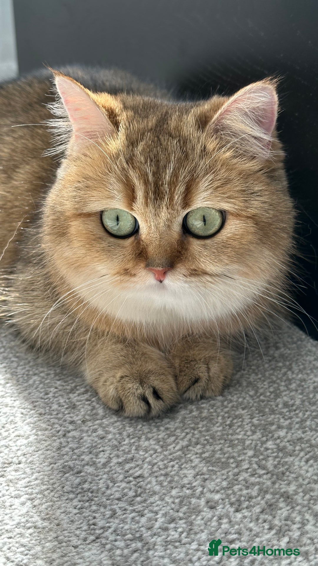 British Shorthair cats for sale: Retired Black golden queen  - Advert 3