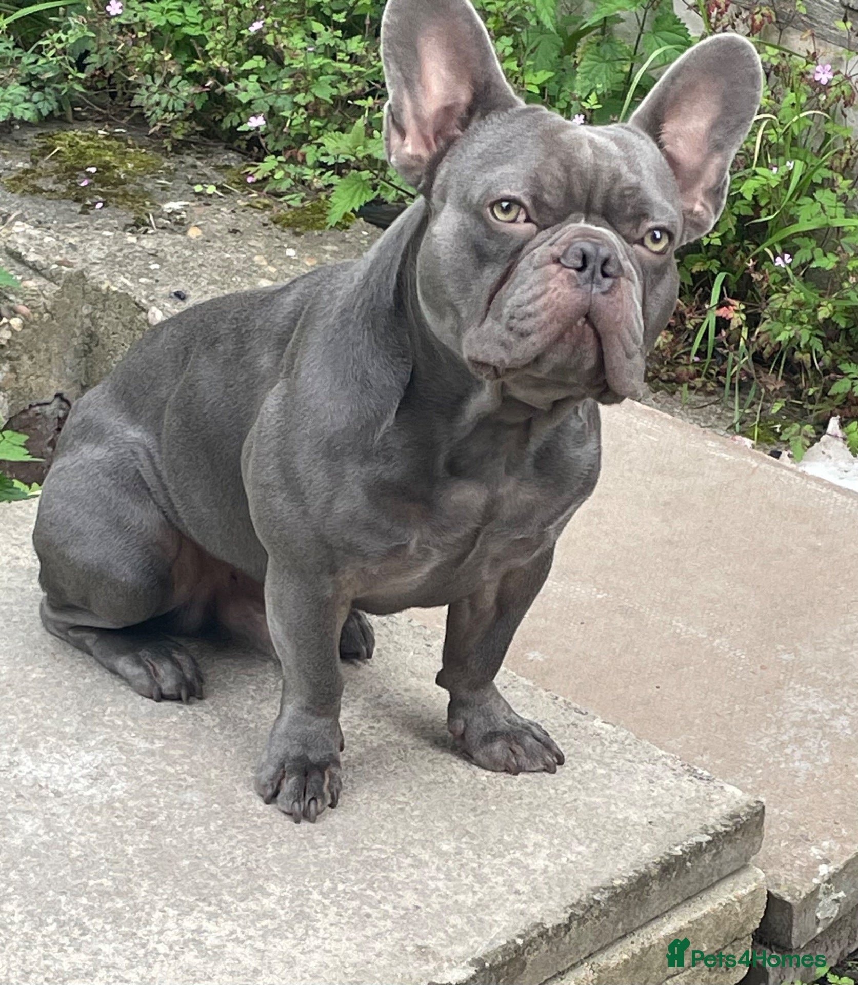 French Bulldog dogs 👑BOW👑    👇👇👇 - Advert 3