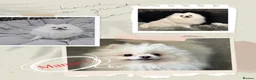 Pomeranian dogs for sale: KC white pomeranian pups for reservation!  - Advert 6