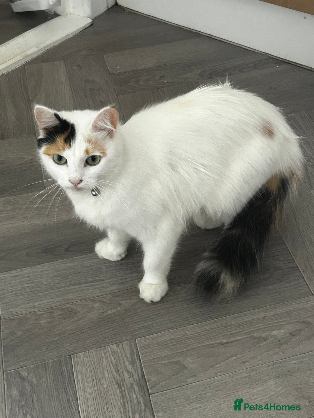 Turkish Van cats for sale: Longhaired Female Turkish van Cat for sale  - Advert 3