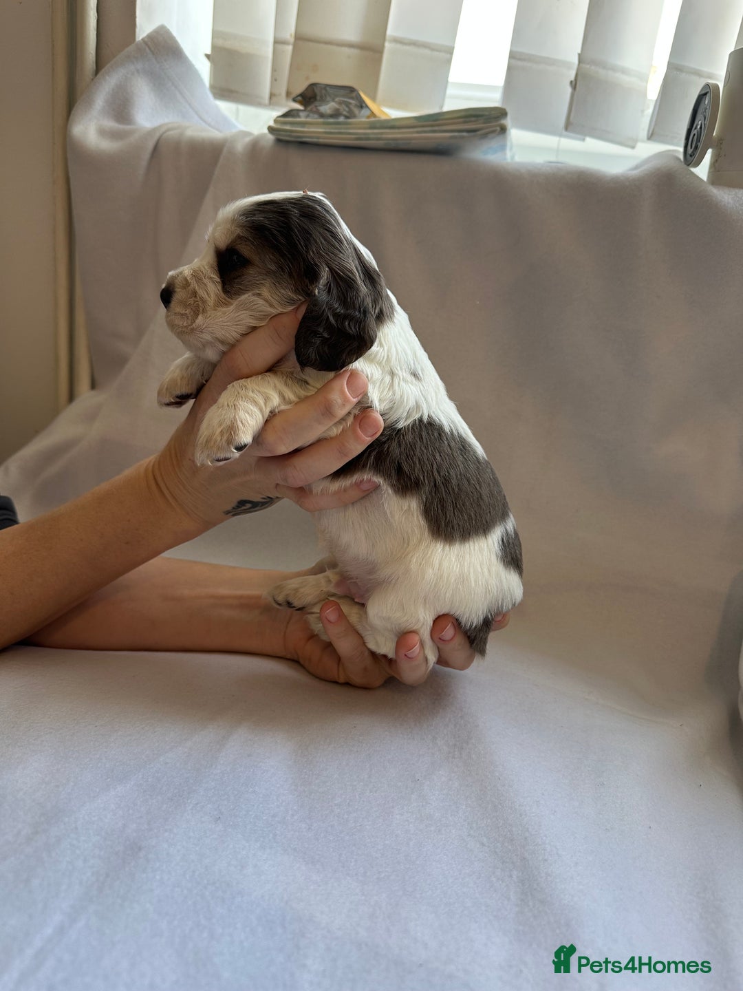 Cocker Spaniel dogs for sale: Cocker spaniel pups - Image 14