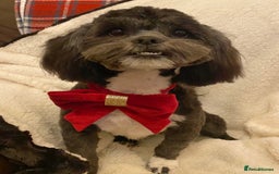 Mixed Breed dogs for sale: Expected puppies - Image 1