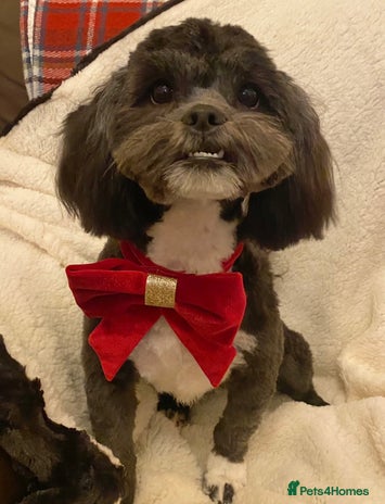 Mixed Breed dogs - Advert 1