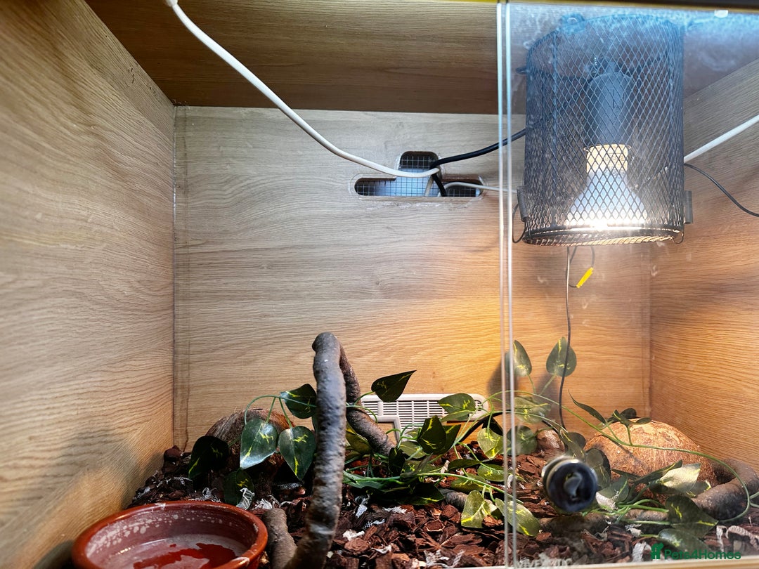 Snake reptiles for sale: Trinket Snake CBB22 - Image 2