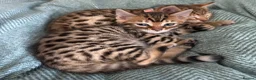 Bengal cats for sale: ONLY FOUR Stunning✨GLITTER Coat✨Bengal kittens  - Advert 13