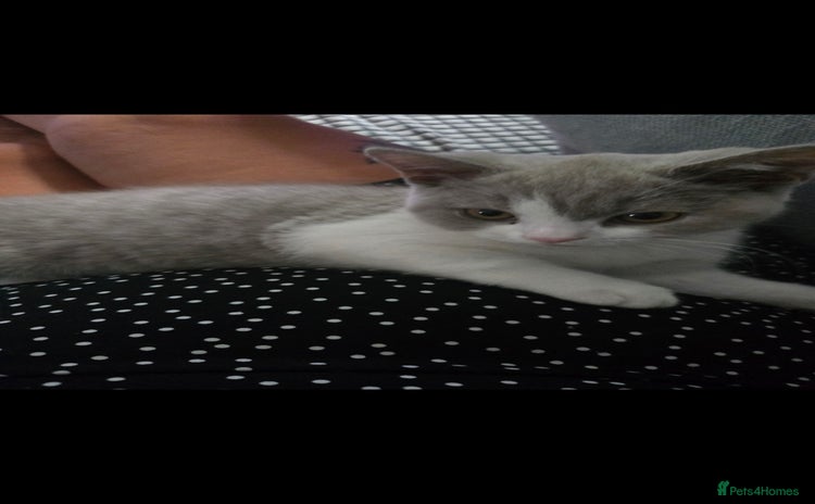 British Shorthair cats - Advert 2