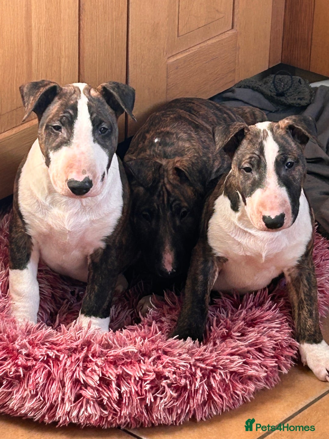 Bull Terrier dogs for sale: Lovely big boned bull terrier  - Advert 19