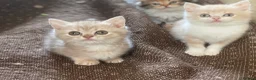 Munchkin cats for sale: Full Pedigree Munchkin Kittens - Advert 2