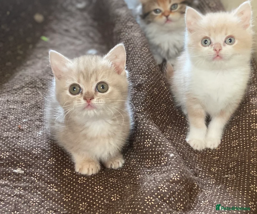 Munchkin cats for sale: Full Pedigree Munchkin Kittens - Advert 2
