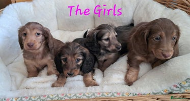 Miniature Dachshund dogs Kc. Healthtested Miniature Longhaired Dachshund - Advert 15