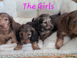 Miniature Dachshund dogs Kc. Healthtested Miniature Longhaired Dachshund - Advert 4
