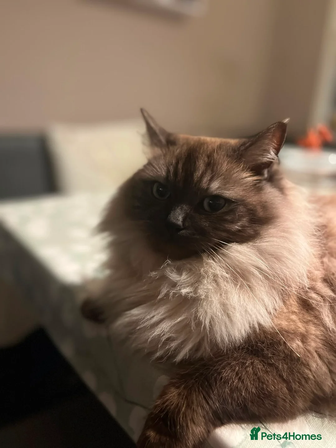 Ragdoll cats for sale: 🥰🥰🥰 - Advert 1