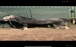 Welsh Section A horses for sale: Section A mare 3 yrs old  - Image 1