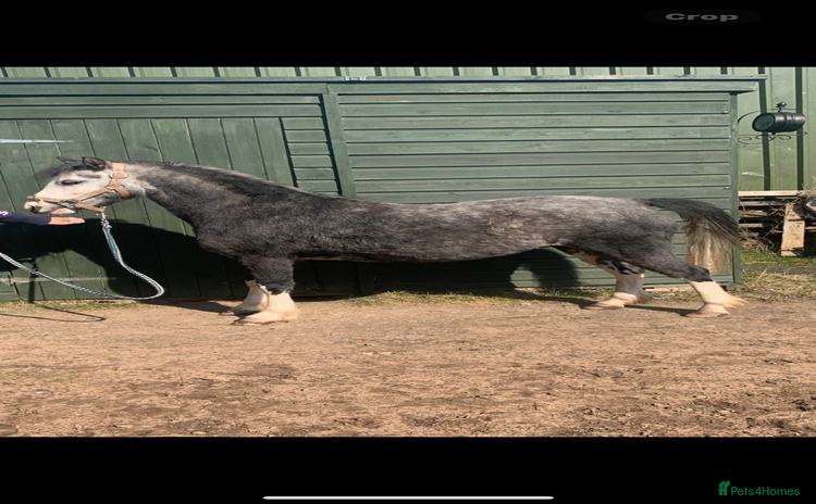 Welsh Section A horses - Advert 1