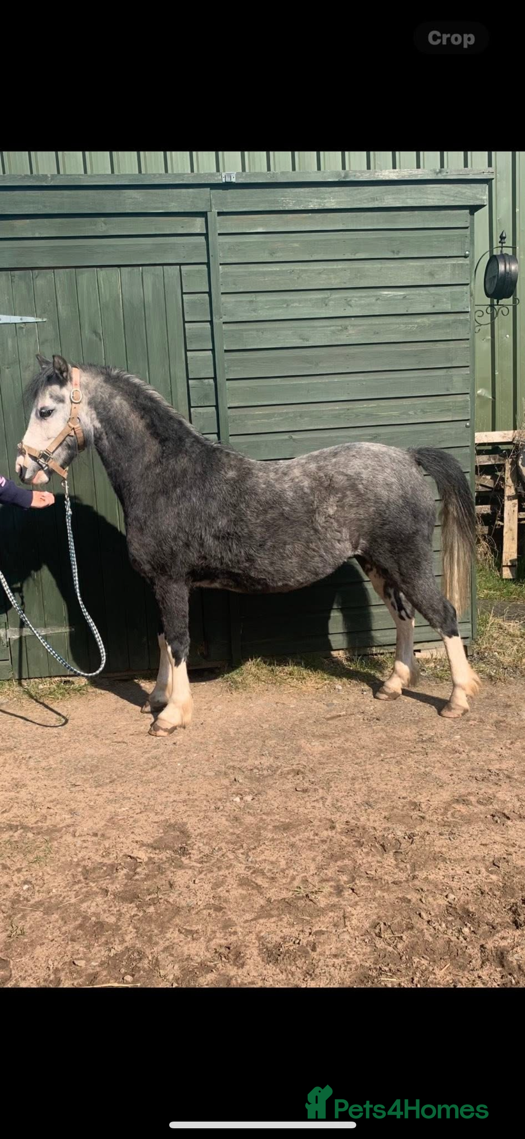 Welsh Section A horses for sale: Section A mare 3 yrs old  - Image 1
