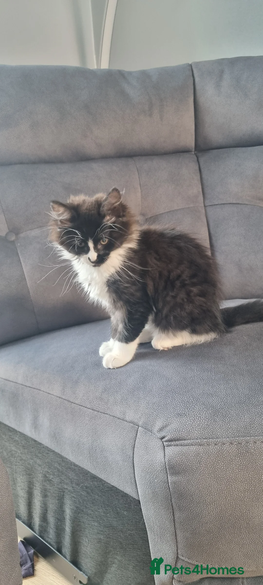 Mixed Breed cats for sale: Fluffy little girls - Advert 7