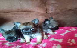 Chihuahua dogs for sale: Gorgeous Puppy chihuahua for sale - Image 4