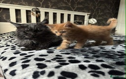 Maine Coon cats for sale: BEAUTIFUL FULL MAINE COON KITTENS AVAILABLE NOW 🐱 - Advert 23