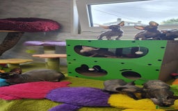 Sphynx cats for sale: Canadian Sphynx TICA REGISTERED. - Image 10