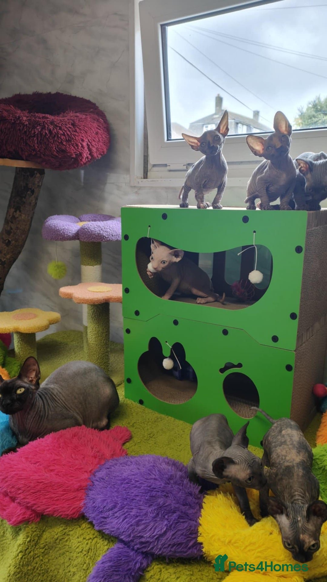 Sphynx cats for sale: Canadian Sphynx TICA REGISTERED. - Image 10