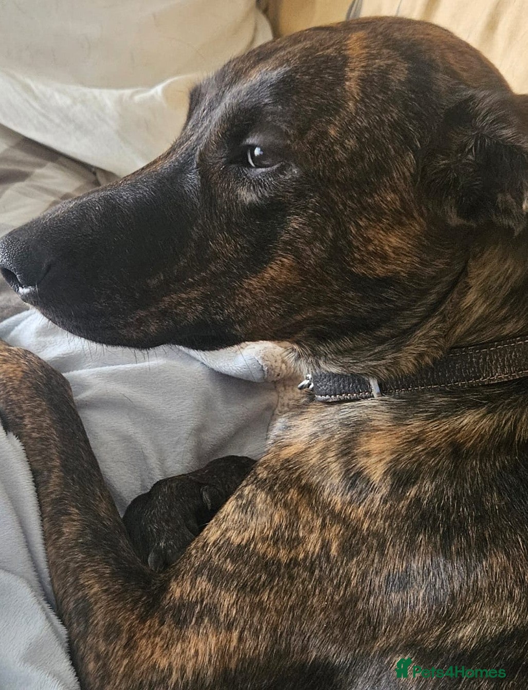 Lurcher dogs Adorable Young Lady called Mabel - Advert 1