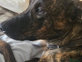 Lurcher dogs Adorable Young Lady called Mabel - Advert 1