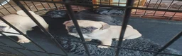 Puggle dogs for sale: Puggle puppies in Northwich - Advert 4