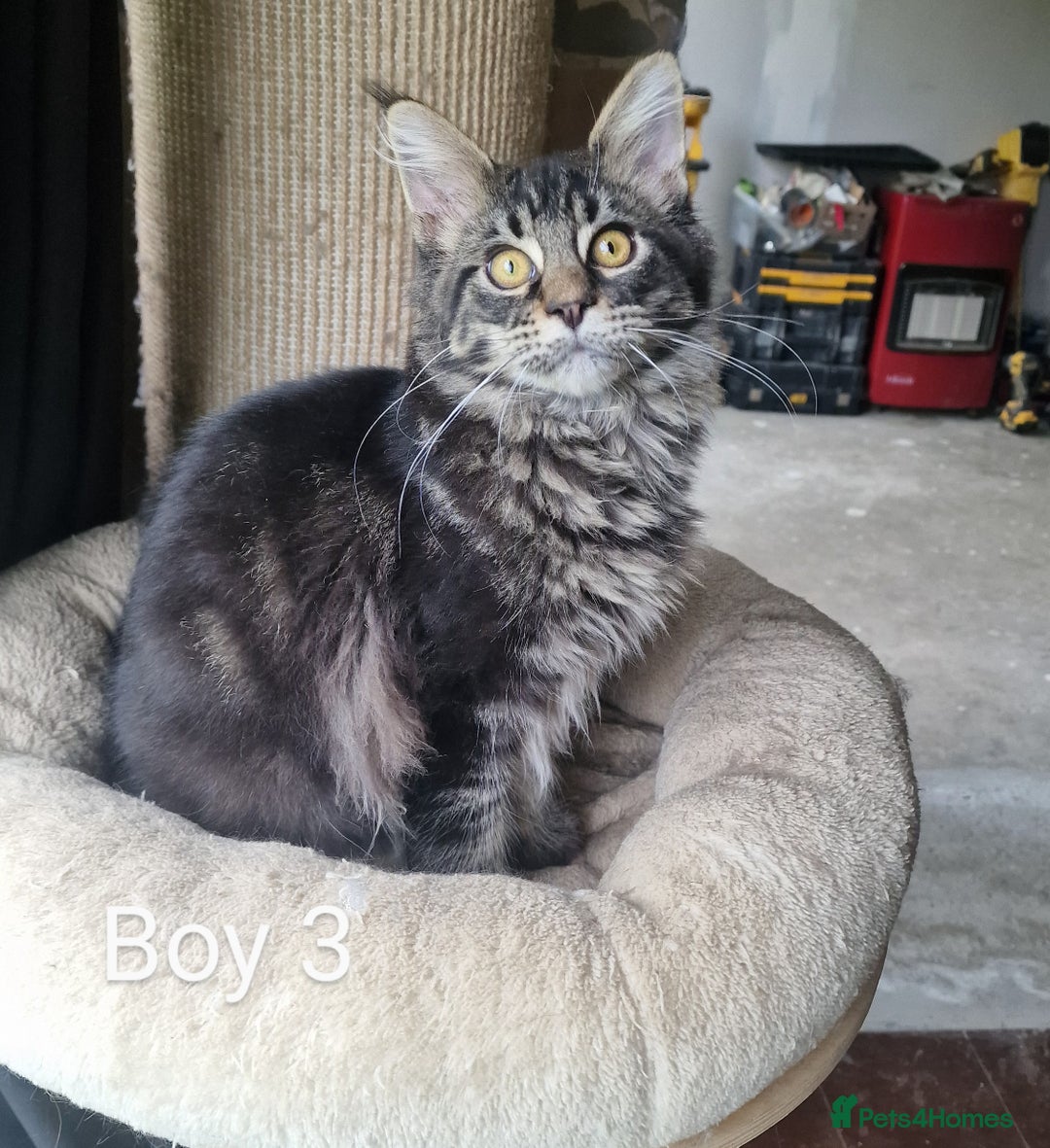 Maine Coon cats for sale: 6 month Mianecoon kitten for sale  - Image 3