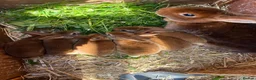 Rex rabbits for sale: For sale Mini Rex cinnamon rabbits in Preston - Advert 3